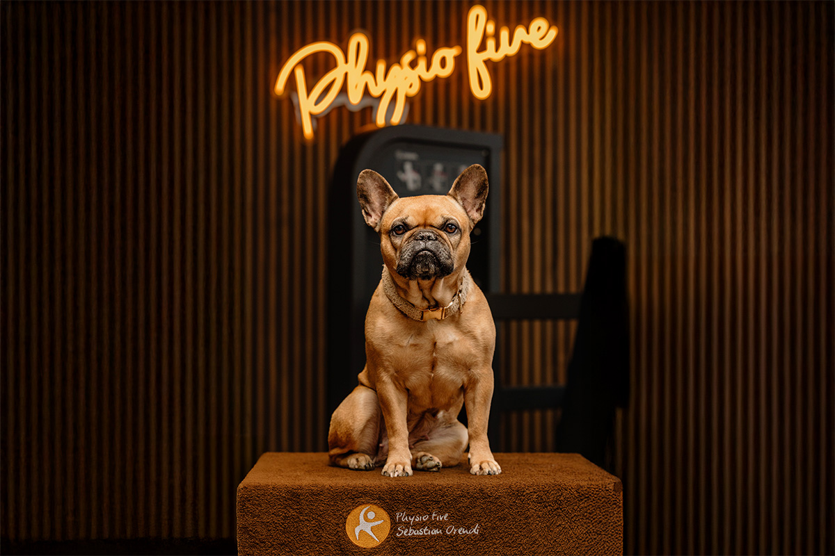 Ein Französischer Bulldog sitzt auf einem braunen Podest mit dem Physio Five Logo, vor einem dunklen Hintergrund mit neonleuchtendem 